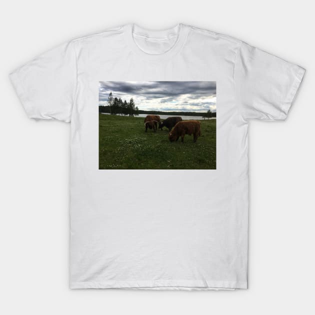 Scottish Highland Cattle Bulls 1785 T-Shirt by SaarelaHighland